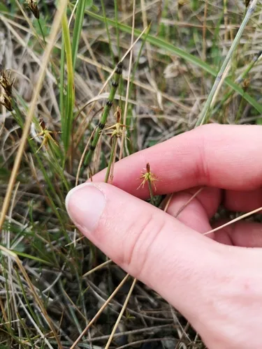 bristle sedge