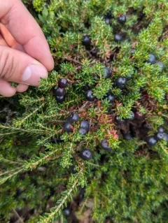 Purple Crowberry thumbnail 3