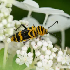Amorpha Borer thumbnail 4