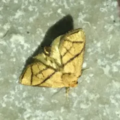 Yellow-collared Slug Moth thumbnail 1