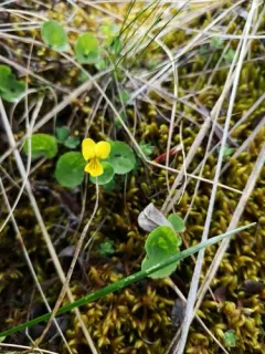 Twoflower Violet thumbnail 2