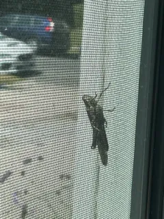 Gray Bird Grasshopper thumbnail 2