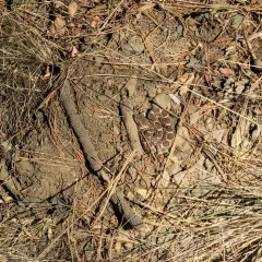 Western Rattlesnake thumbnail 3