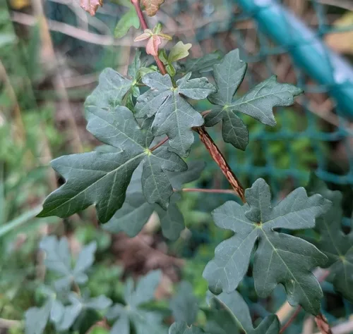 field maple