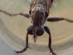 Machimus occidentalis thumbnail 2