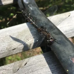 Spiny Baskettail thumbnail 4
