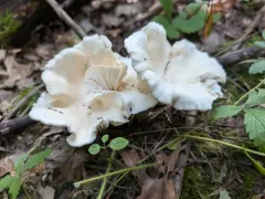 Cuphophyllus angustifolius thumbnail 4