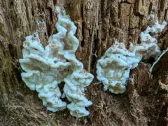 Sarcoporia polyspora thumbnail 3