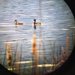 Ring-necked Duck thumbnail 4