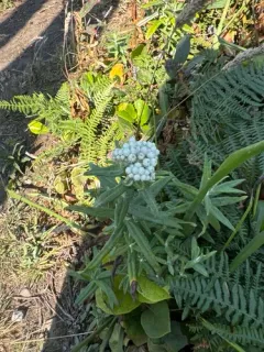 California cudweed thumbnail 1