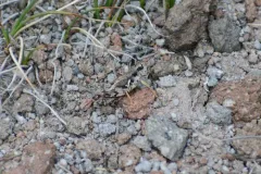 Mount Hood Short-wing Grasshopper thumbnail 4
