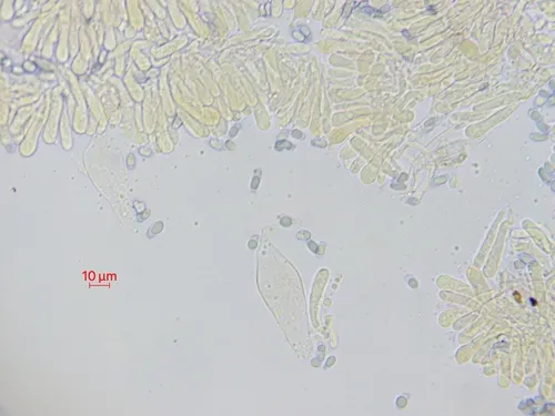 Mycena borealis
