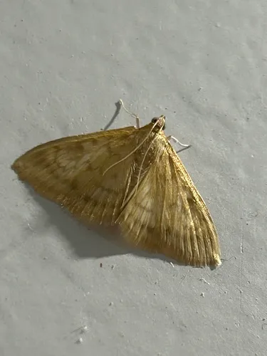 Hahncappsia marculenta