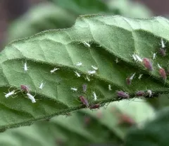 Potato Aphid thumbnail 2