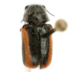 Coleothorpa vittigera thumbnail 4