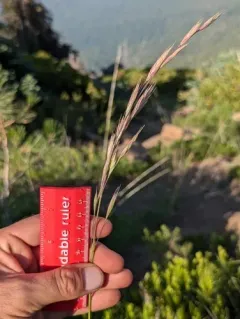 mountain brome thumbnail 4