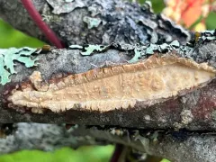 Oiled Crust thumbnail 3