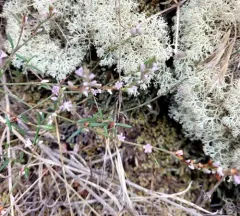 Douglas' knotweed thumbnail 3