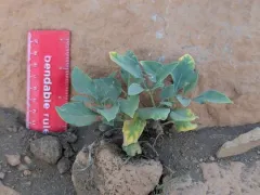 dwarf chamaesaracha thumbnail 4
