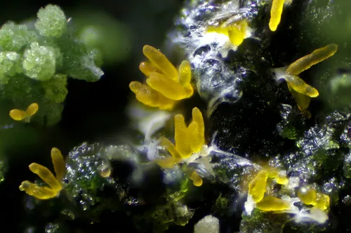 Microcera physciae