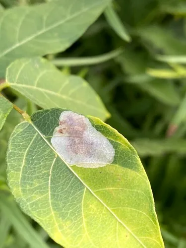 Anarsioses aberrans