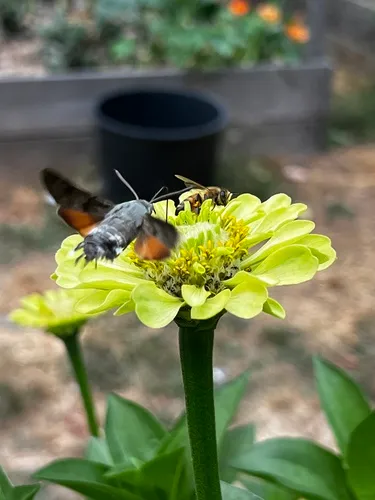 Eurasian Hummingbird Hawkmoth