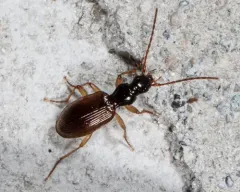 Oxypselaphus pusillus thumbnail 2