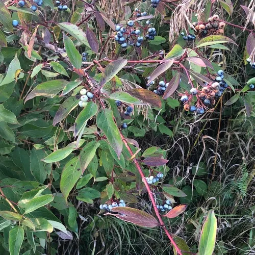 blue-fruited dogwood