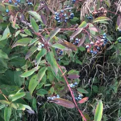 blue-fruited dogwood thumbnail 1
