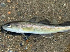 Saffron Cod thumbnail 2