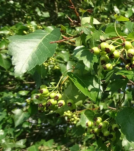 Washington hawthorn