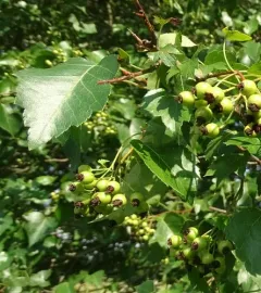 Washington hawthorn thumbnail 1
