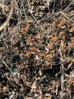 Robbins' Cup Lichen thumbnail 3