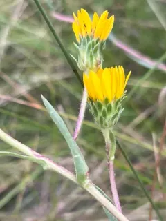 lance-leaved goldenweed thumbnail 2
