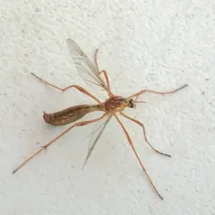 Ctenophora nubecula thumbnail 1