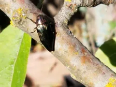 Buprestis subornata thumbnail 2