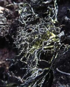 Usnea lambii thumbnail 4