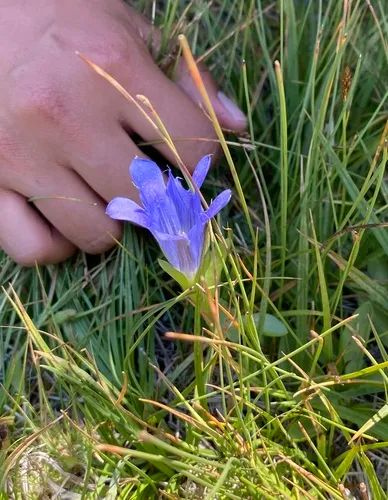 Alpine Gentian