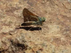 Columbian Skipper thumbnail 4
