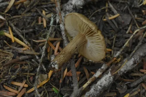 Inocybe paragiacomi
