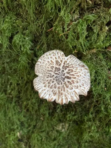 Pluteus rangifer