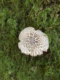 Pluteus rangifer thumbnail 1