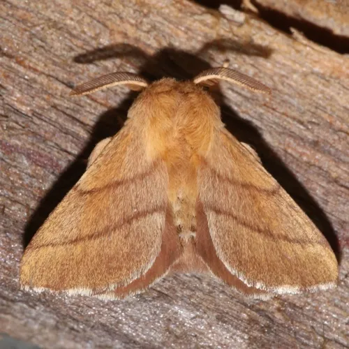 Forest Tent Caterpillar Moth