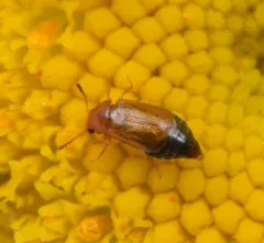 Eusphalerum orientale thumbnail 1