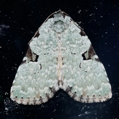 Green Leuconycta Moth