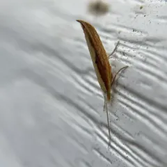 Canary Ypsolopha Moth thumbnail 3