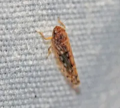 Osbornellus consors thumbnail 2