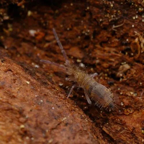 Entomobrya griseoolivata