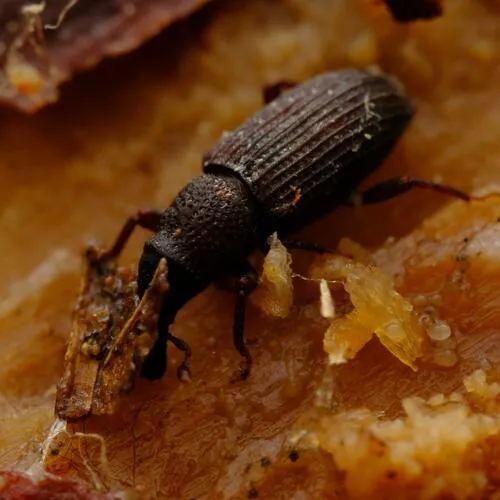 American Billbug Weevil