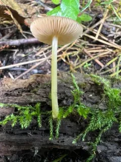 Pluteus austrofulvus thumbnail 2